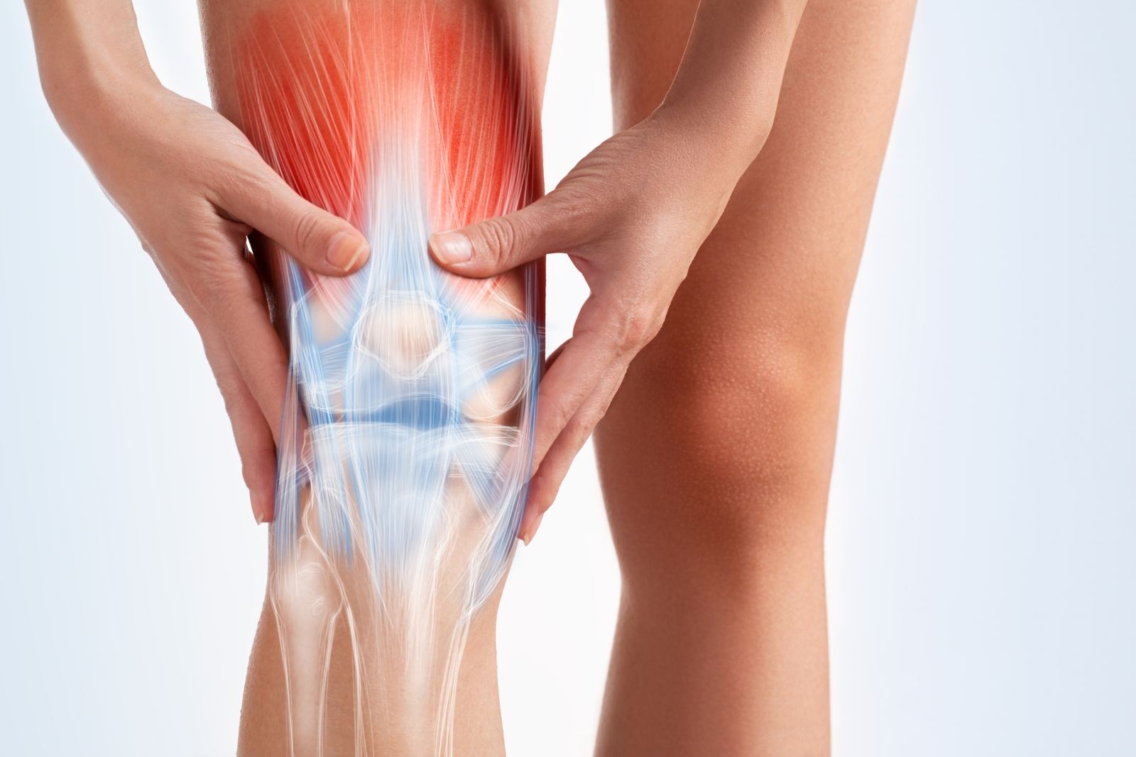 Anatomía de la rodilla: músculos, tendones y articulación